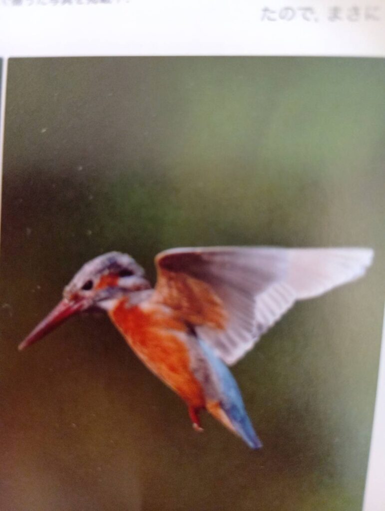 バードカービング 1992～現在も | まさこがいる